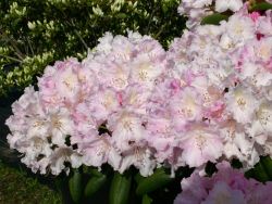 Rhododendron 'Schneekrone' - Rhododendron yakushimanum 'Schneekrone'