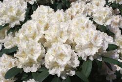 Rhododendron `Schneekrone`, Rhododendron yakushimanum `Schneekrone`