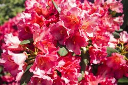 Rhododendron `Vorwerk Abendsonne`, 30-40 cm, Containerware