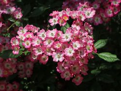 Strauchrose `Mozart`, Rosa `Mozart`, Topfballen