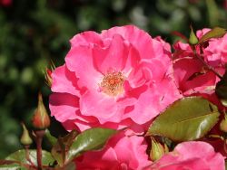 Strauchrose `Romanze` ®, Rosa `Romanze` Strauchrose `Romanze` ®, Rosa `Romanze`