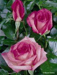 Edelrose `Wimi` ®, Rosa `Wimi` ®, Wurzelware