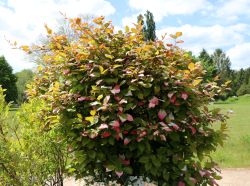 Scharfz�hniger Strahlengriffel / Buntbl�ttrige Kiwi / m�nnliche Pflanze