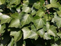 Hedera helix Woerner Foto Horstmann