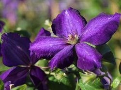 Clematis 'Jackmanii Superba' - Clematis 'Jackmanii Superba'