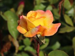 Edelrose 'Canary' �