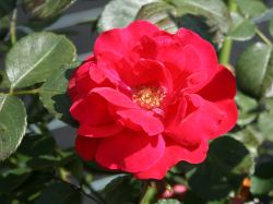 Strauchrose 'Rote Woge' � - Rosa 'Rote Woge' �