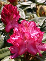 Rhododendron Hybride `Lausitz`, 40-50 cm, Containerware