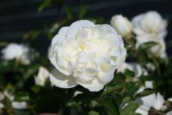 Bodendeckerrose `White Meidiland` �, Rosa `White Meidiland` �, Containerware