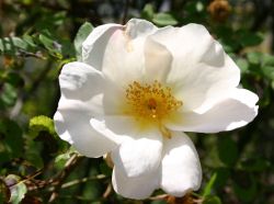 Strauchrose 'Nevada' - Rosa 'Nevada'