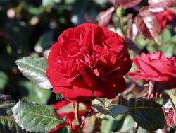 Beetrose `Mariandel` �, Rosa `Mariandel` �, Containerware