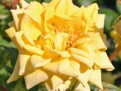 Zwergrose `Sonnenkind`  �, Stamm 40 cm, 60-80 cm, Containerrosen