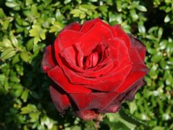 Edelrose Sommerduft ® St������ck nur 6,30 Euro, ab 5 Stück nur 4,90 Euro