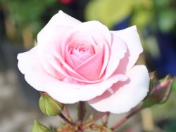 Beetrose `Diadem` �, Rosa `Diadem` �, Containerware