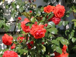 Kletterrose `Salita` ®, Rosa `Salita` Kletterrose `Salita` ®, Rosa `Salita`