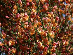 Baumschule Horstmann: Edelginster Lena, 40-60 cm, Cytisus scoparius Lena, Containerware