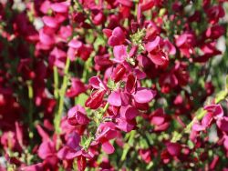 Edelginster `Boskoop Ruby`, 40-60 cm, Cytisus scoparius `Boskoop Ruby` Edelginster `Boskoop Ruby`, 40-60 cm, Cytisus scoparius `Boskoop Ruby`