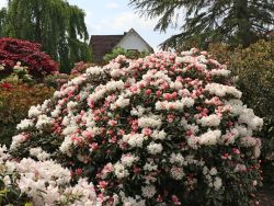 Rhododendron `Edelweiß`, Rhododendron yakushimanum `Edelweiß` Rhododendron `Edelweiß`, Rhododendron yakushimanum `Edelweiß`