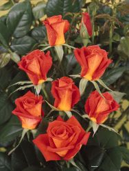 Edelrose `Monica` ®, Rosa  `Monica` ®