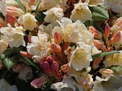Rhododendron `Golden Melodie`, 30-40 cm, Containerware