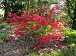 Baumschule Horstmann: Rotaustreibender Fächerahorn Deshojo, 40-60 cm, Acer palmatum Deshojo