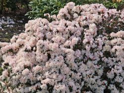 Rhododendron 'Ginny Gee' - Rhododendron keiskei 'Ginny Gee'