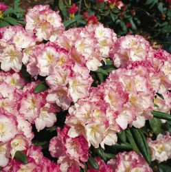 Rhododendron `Ken Janeck`, Rhododendron yakushimanum `Ken Janeck`