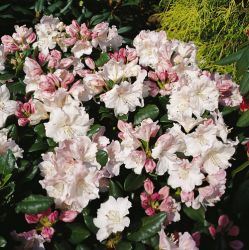 Rhododendron Hybride `Blanka`, 40-50 cm, Containerware