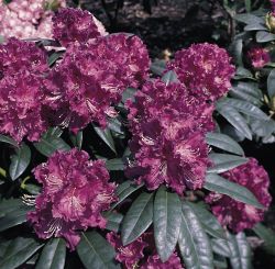 Rhododendron Hybride `Lilofee`, 40-50 cm, Containerware
