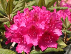 Rhododendron `Pearce`s American Beauty`, 50-60 cm, Containerware