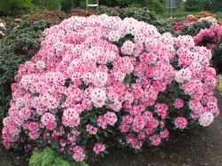 Rhododendron `Nicoletta`