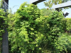 Fingerbl�ttrige Klettergurke / Schokoladenwein - Akebia quinata