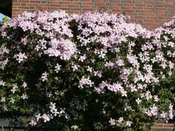 Clematis 'Tetra Rose' - Clematis montana 'Tetra Rose'