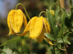 Clematis tangutica - Clematis tangutica