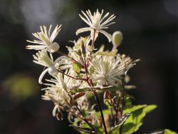 Clematis vitalba - Clematis vitalba