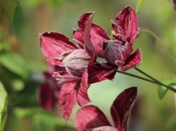 Clematis 'Purpurea Plena Elegans' - Clematis viticella 'Purpurea Plena Elegans'