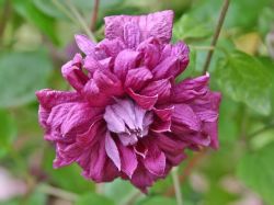 Clematis `Purpurea Plena Elegans`, 60-100 cm, Containerware