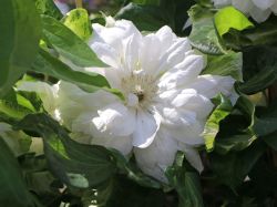 Clematis Duchess of Edinburgh Foto Horstmann