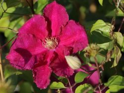 Clematis `Ernest Markham`, 60-100 cm, Clematis `Ernest Markham`, Containerware Clematis `Ernest Markham`, 60-100 cm, Clematis `Ernest Markham`, Containerware
