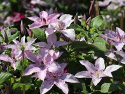 Baumschule Horstmann: Clematis Hagley Hybrid, 60-100 cm, Clematis Hagley Hybrid, Containerware
