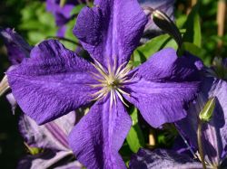 Clematis 'Jackmanii' - Clematis 'Jackmanii'