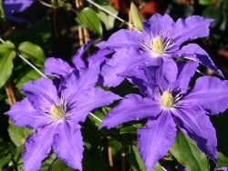 Clematis 'Lasurstern' - Clematis 'Lasurstern'