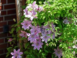 Baumschule Horstmann: Clematis Nelly Moser, 60-100 cm, Clematis Nelly Moser, Containerware