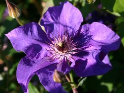 Baumschule Horstmann: Clematis The President, 60-100 cm, Clematis The President, Containerware