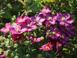 Clematis `Ville de Lyon`, 60-100 cm, Clematis `Ville de Lyon`, Containerware Clematis `Ville de Lyon`, 60-100 cm, Clematis `Ville de Lyon`, Containerware
