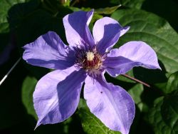 Clematis `William Kennett`, 60-100 cm, Clematis `William Kennett`, Containerware