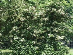 Kletterhortensie - Hydrangea petiolaris