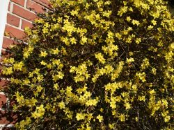 Baumschule Horstmann: Winterjasmin, 40-60 cm, Jasminum nudiflorum, Containerware