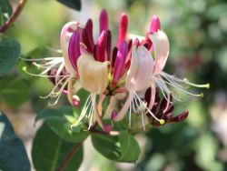 Feuer-Gei�schlinge - Lonicera heckrottii