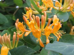 Gei�blatt tellmaniana / Gold-Gei�schlinge - Lonicera tellmanniana